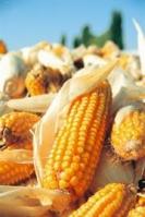 Le fsi injecte 150 millions d'euros dans limagrain