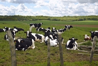 Des vaches dans un pré