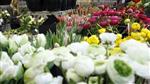 Le fonds Perceva reprend le groupe Monceau Fleurs