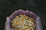 Vilmorin pense lancer son propre maïs OGM aux USA dans trois ans