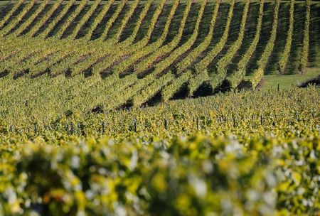 LVMH acquiert le vignoble californien Colgin Cellars
