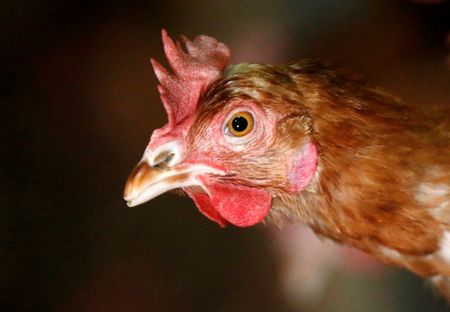 Les 4 familles actionnaires de LDC signent un nouveau pacte