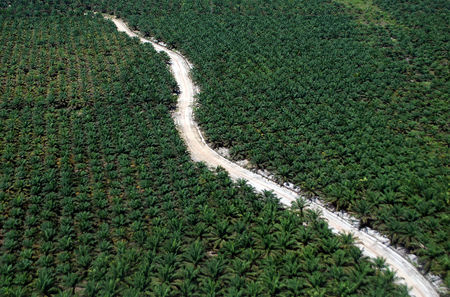 Marché : Nestlé va surveiller du ciel les plantations d'huile de palme