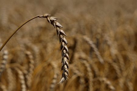 Marché : Hausse du prix du blé, après la frappe russe sur Odessa
