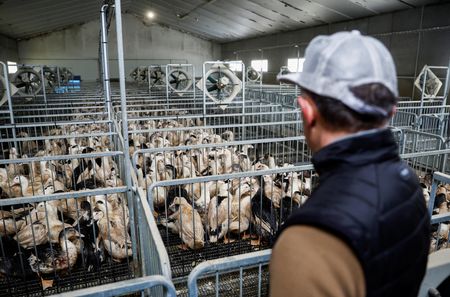 Marché : Longtemps taboue, l'idée d'un vaccin contre la grippe aviaire gagne du terrain