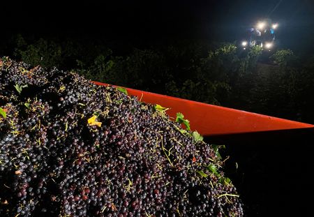 Marché : La production mondiale de vin à son niveau le plus bas en 2023 depuis 60 ans