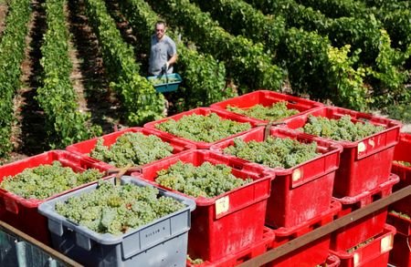 Marché : France: La production de vin devrait baisser de 18% en 2024