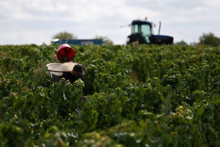 Marché : La France révise à la baisse la production de vin après la canicule