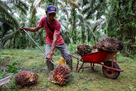 Marché : La guerre au Moyen-Orient pourrait stimuler la demande en huile de palme dans le secteur du