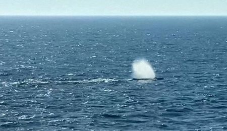 Marché : Timmy, la baleine secourue en Allemagne, serait-elle morte au Danemark?