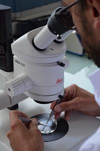 Sensorion rebondit de 5% avec un accord avec Pasteur dans les thérapies géniques