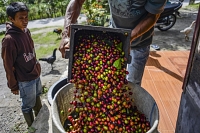 Un fermier producteur de café arabica en Indonésie